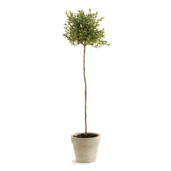 Imitation thyme topiary in a white clay pot. Looks like a tiny tree with a long skinny trunk and all the leaves together in a ball shape on top.