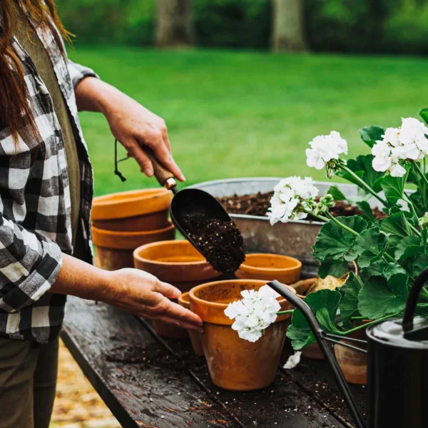 Woman transferring soil to a clay flowerpot with a garden scoop made of steel with a walnut wood handle.