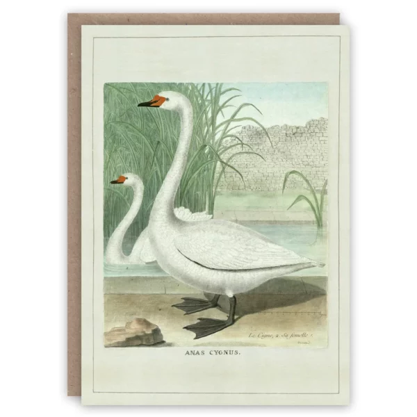 A greeting card showing a vintage illustration of two swans in their natural habitat. Adapted from 'collection of quadrupedal animals: coloured plates without text', georges-louis leclerc, comte de buffon (1754). Buffon’s 36 volume work, 'histoire naturelle, générale et particuliére', influenced the evolutionary ideas of lamarck. Courtesy university of strasbourg library.