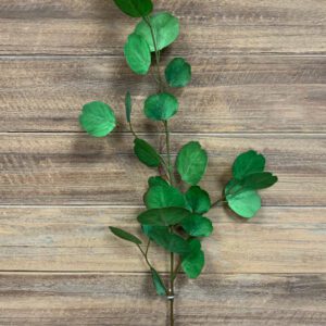 32" FRESH TOUCH SILVER DOLLAR EUCALYPTUS STEM